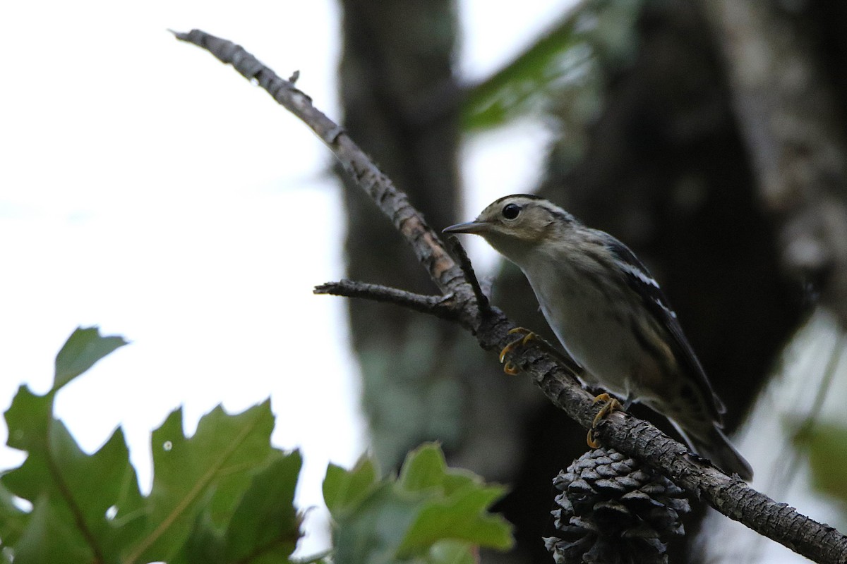 シロクロアメリカムシクイ - ML646711021