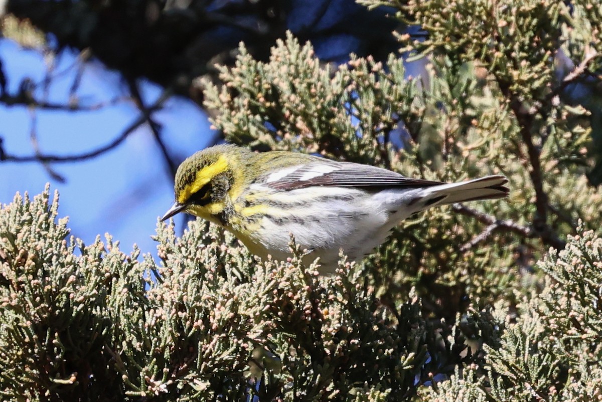 Townsend's Warbler - ML646711022