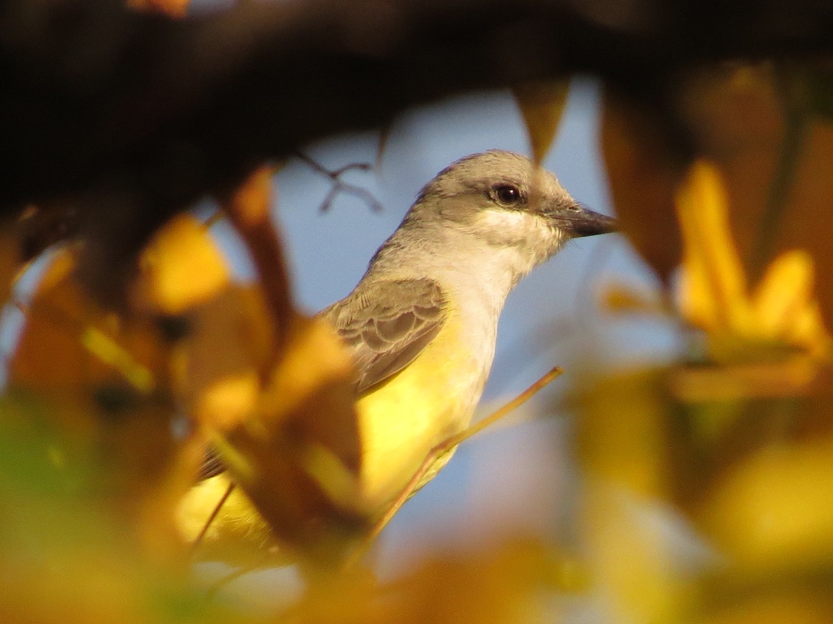 Western Kingbird - ML646711023