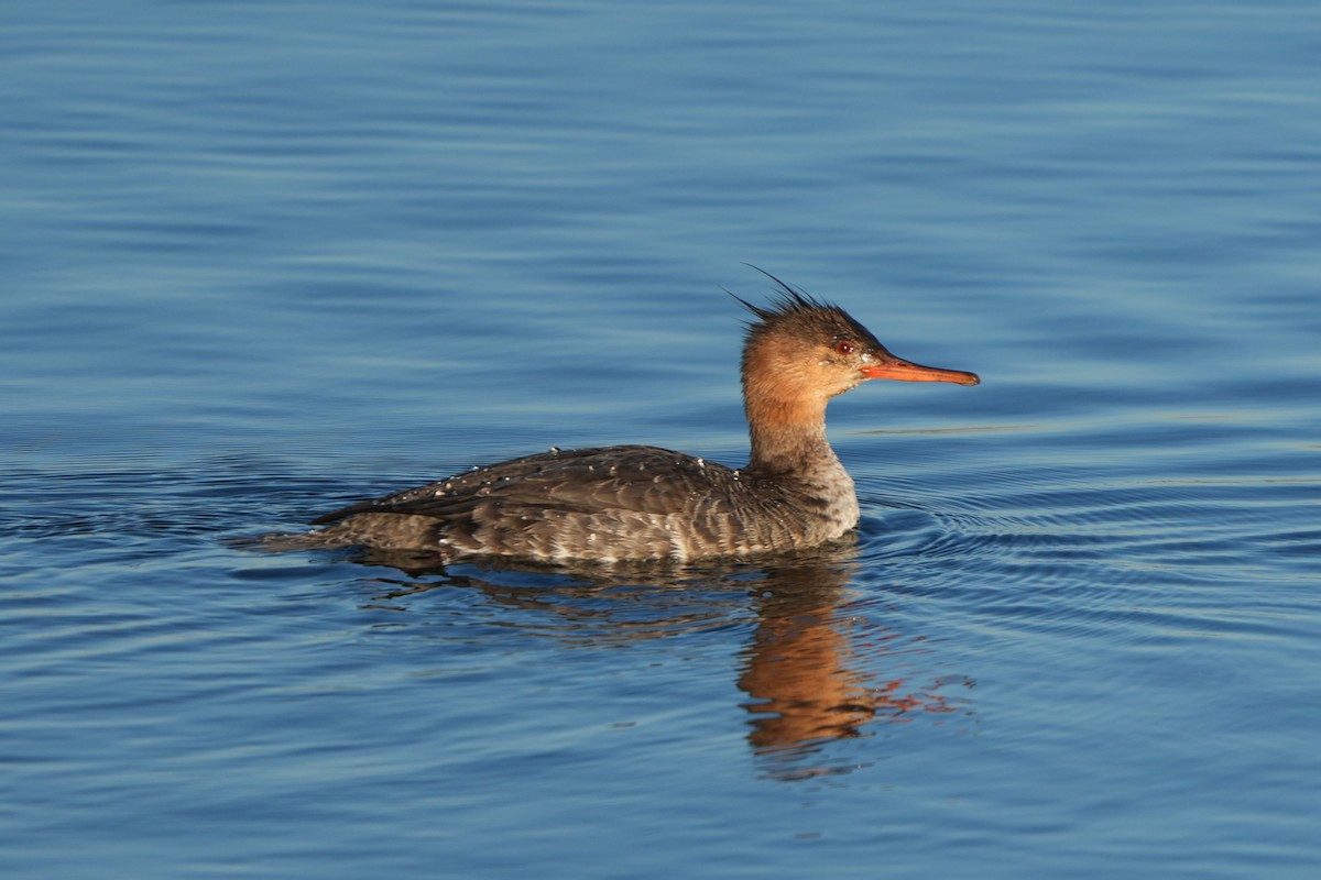 Serreta Mediana - ML646711025