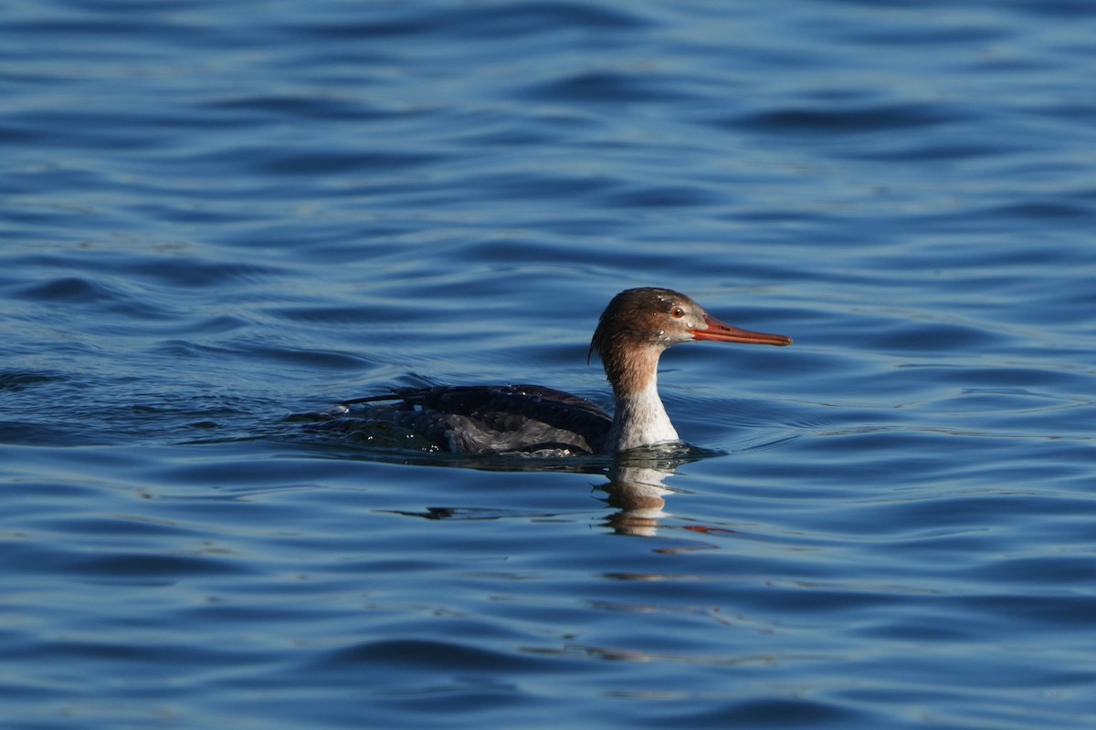 Serreta Mediana - ML646711026