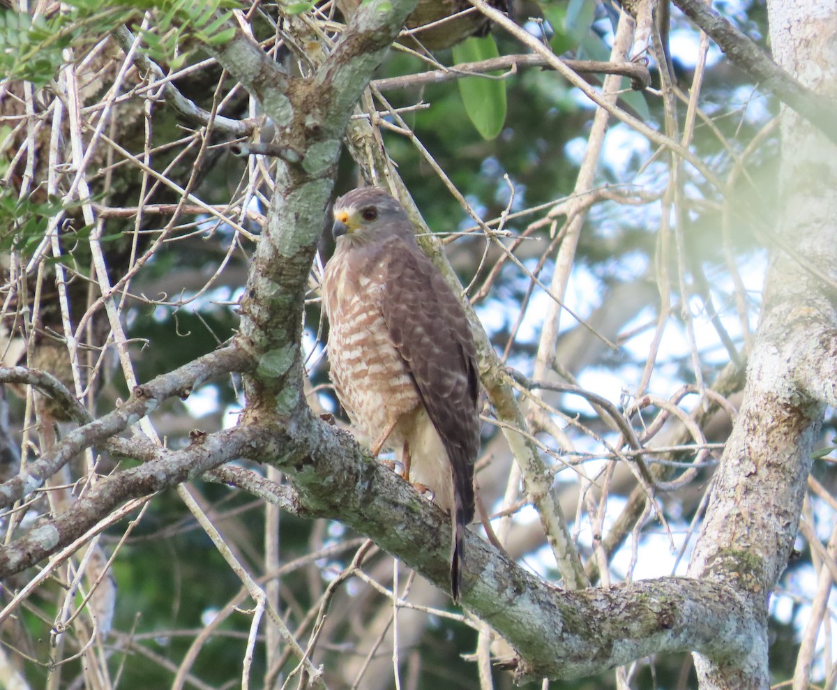 Roadside Hawk - ML646711027