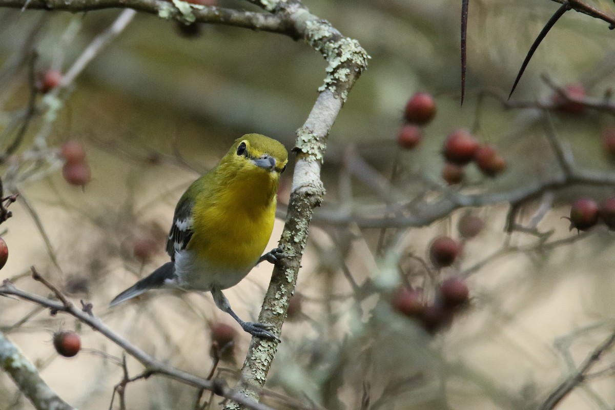 キノドモズモドキ - ML646711028