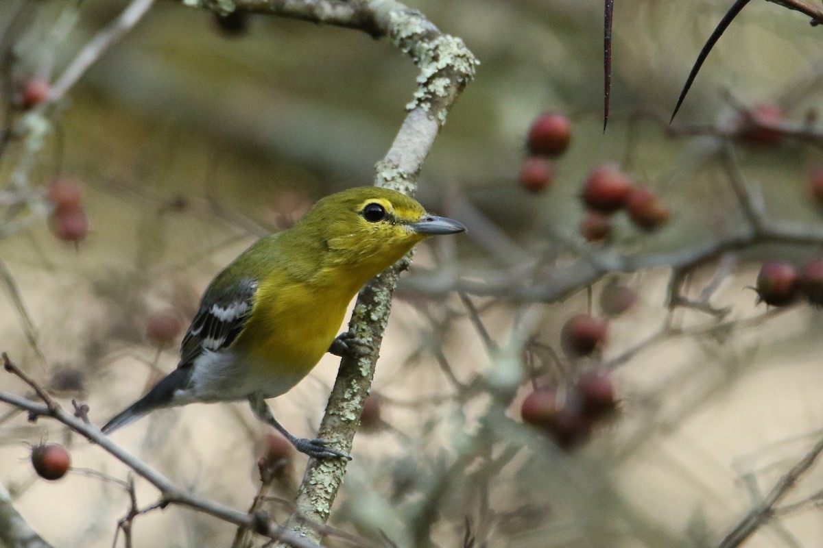 キノドモズモドキ - ML646711029