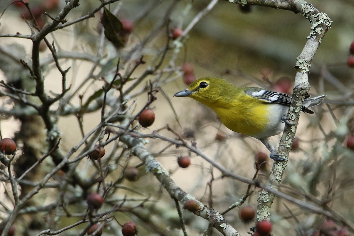 キノドモズモドキ - ML646711030