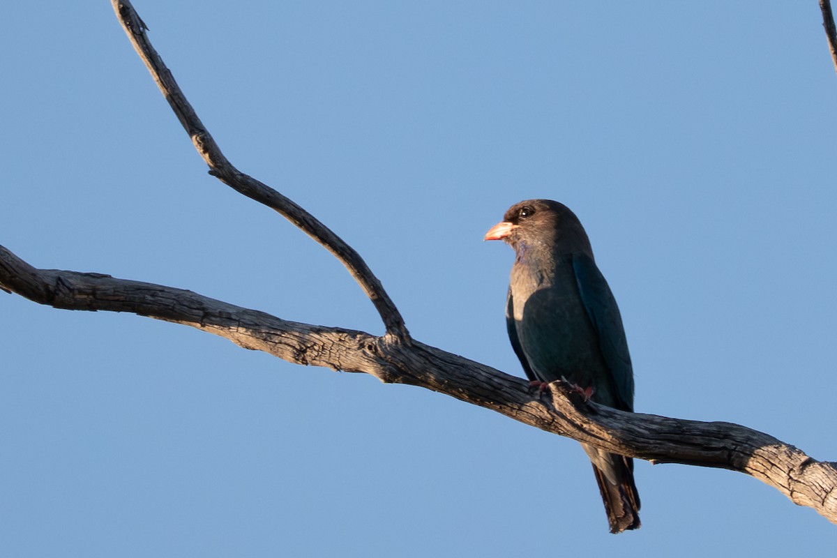 Dollarbird - ML646711031
