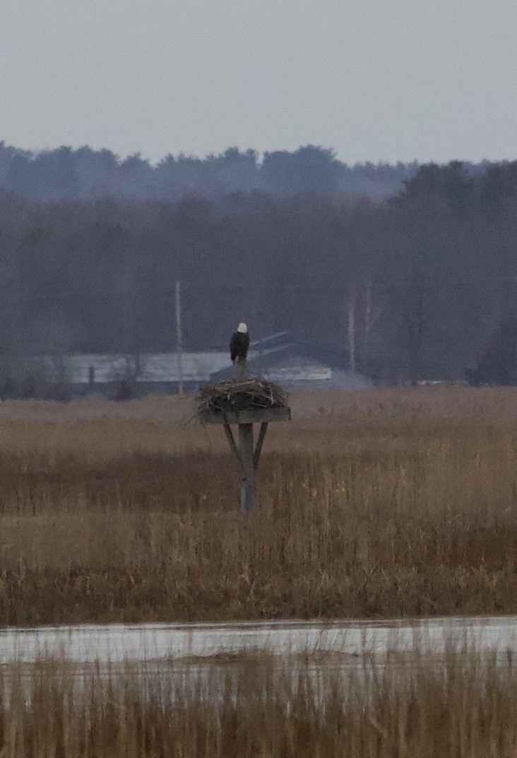 Bald Eagle - ML646711032