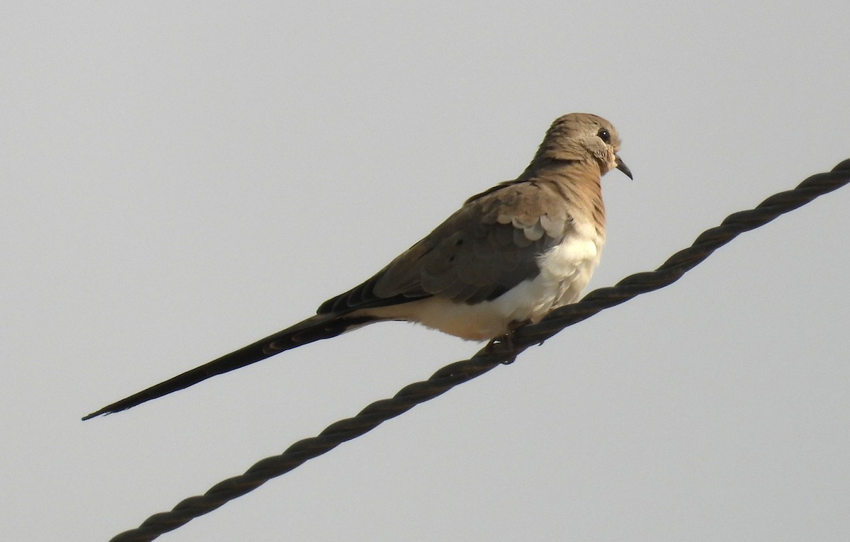 Namaqua Dove - ML646711037