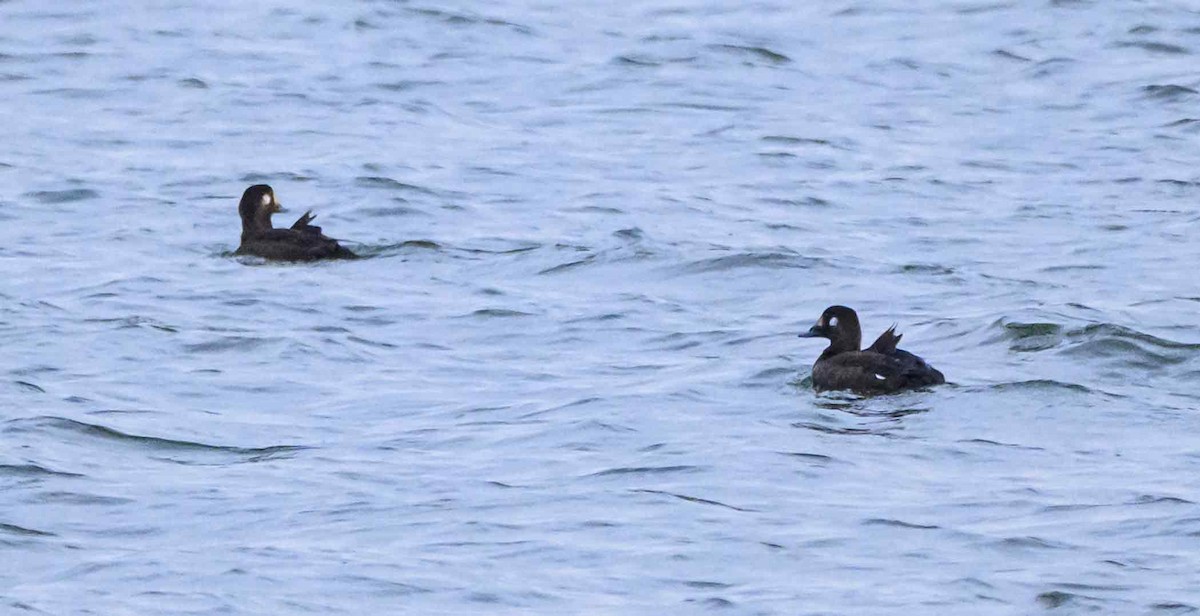 Белокрылый турпан - ML646711038