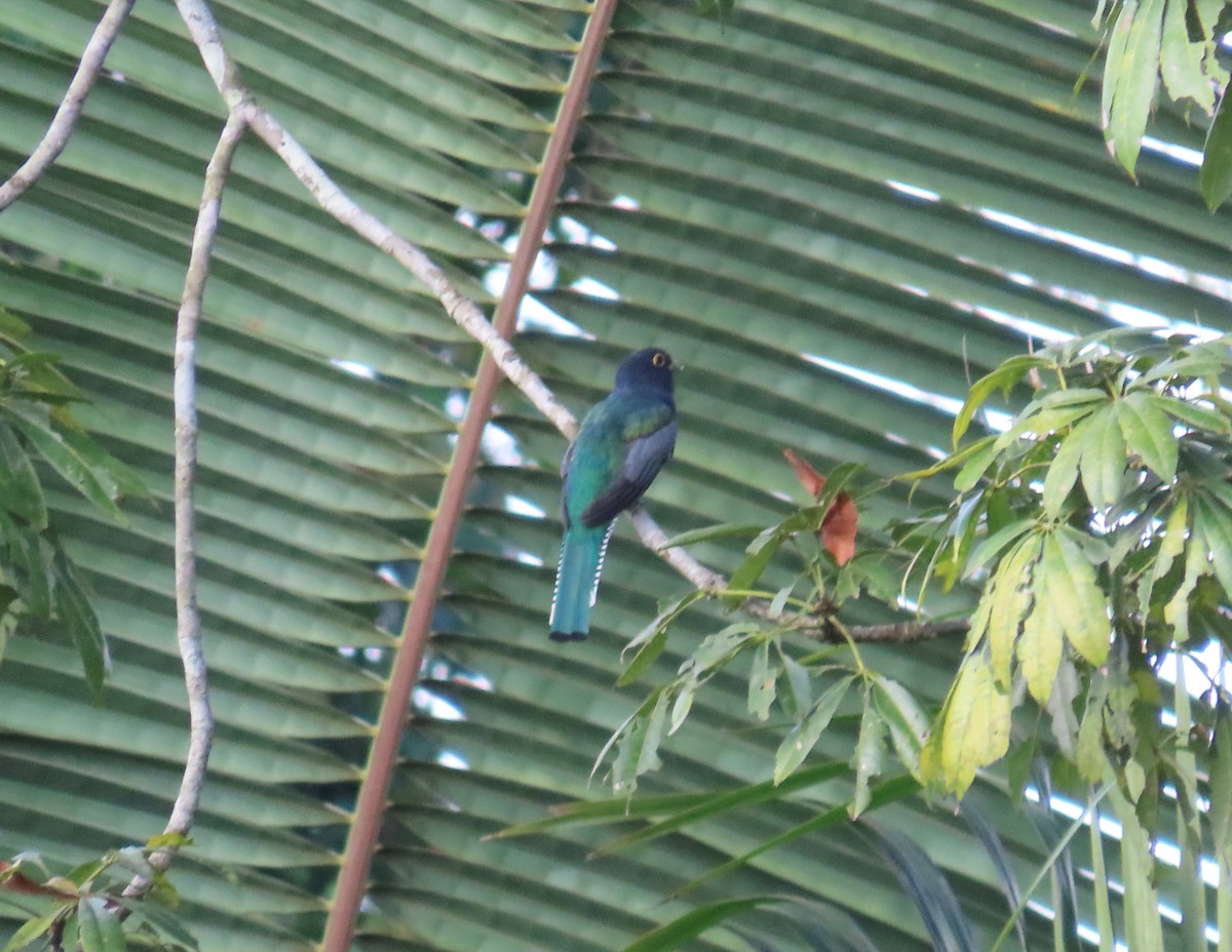 Gartered Violaceous Trogon - ML646711040