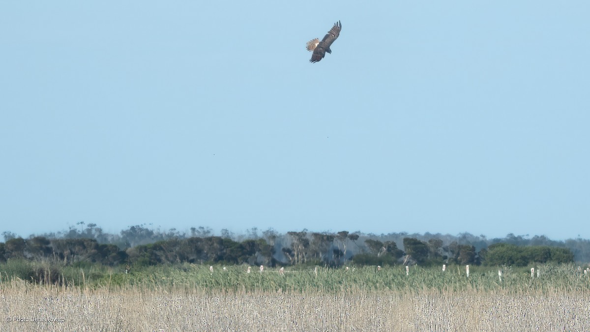 Swamp Harrier - ML646711043