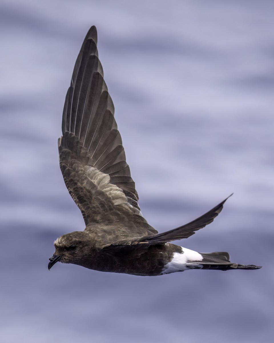 Weißgesicht-Sturmschwalbe - ML646711044