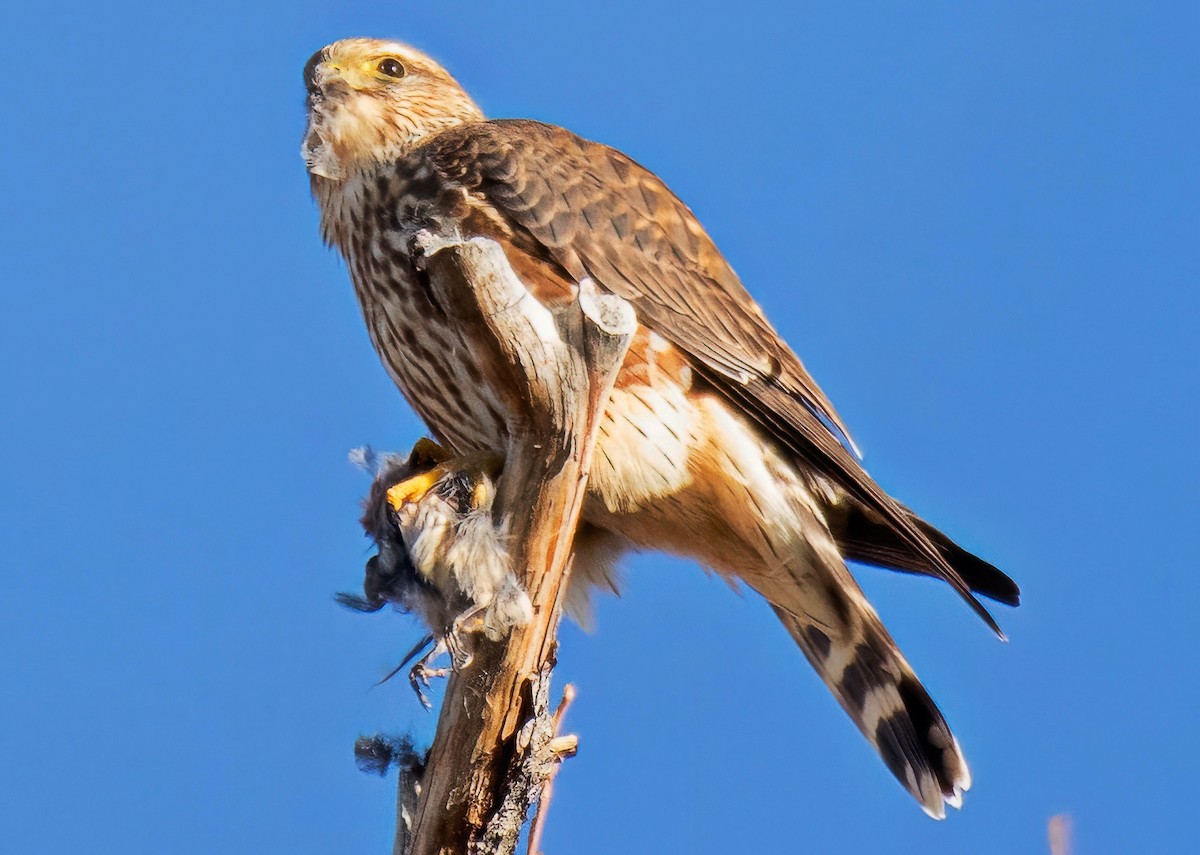 Merlin - ML646711048