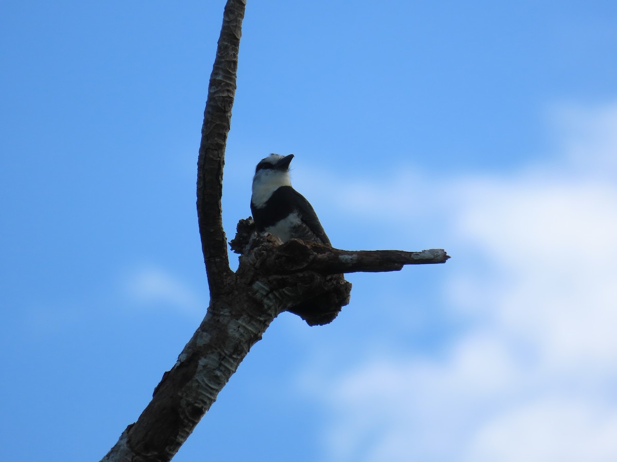 White-necked Puffbird - ML646711049