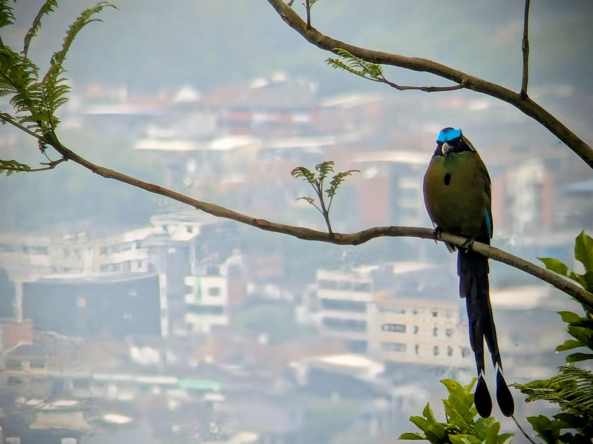 タカネハチクイモドキ - ML646711054