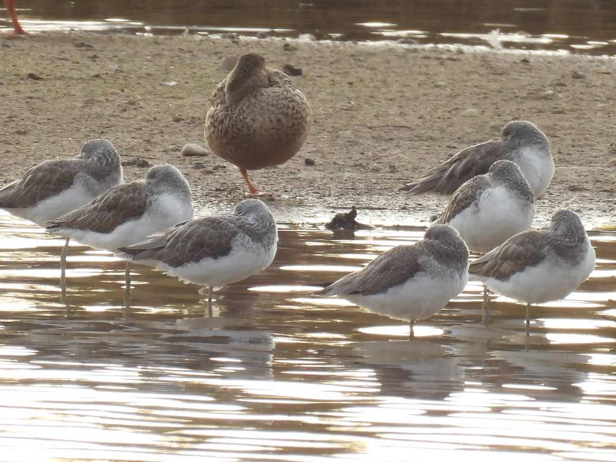 vodouš šedý - ML646711055