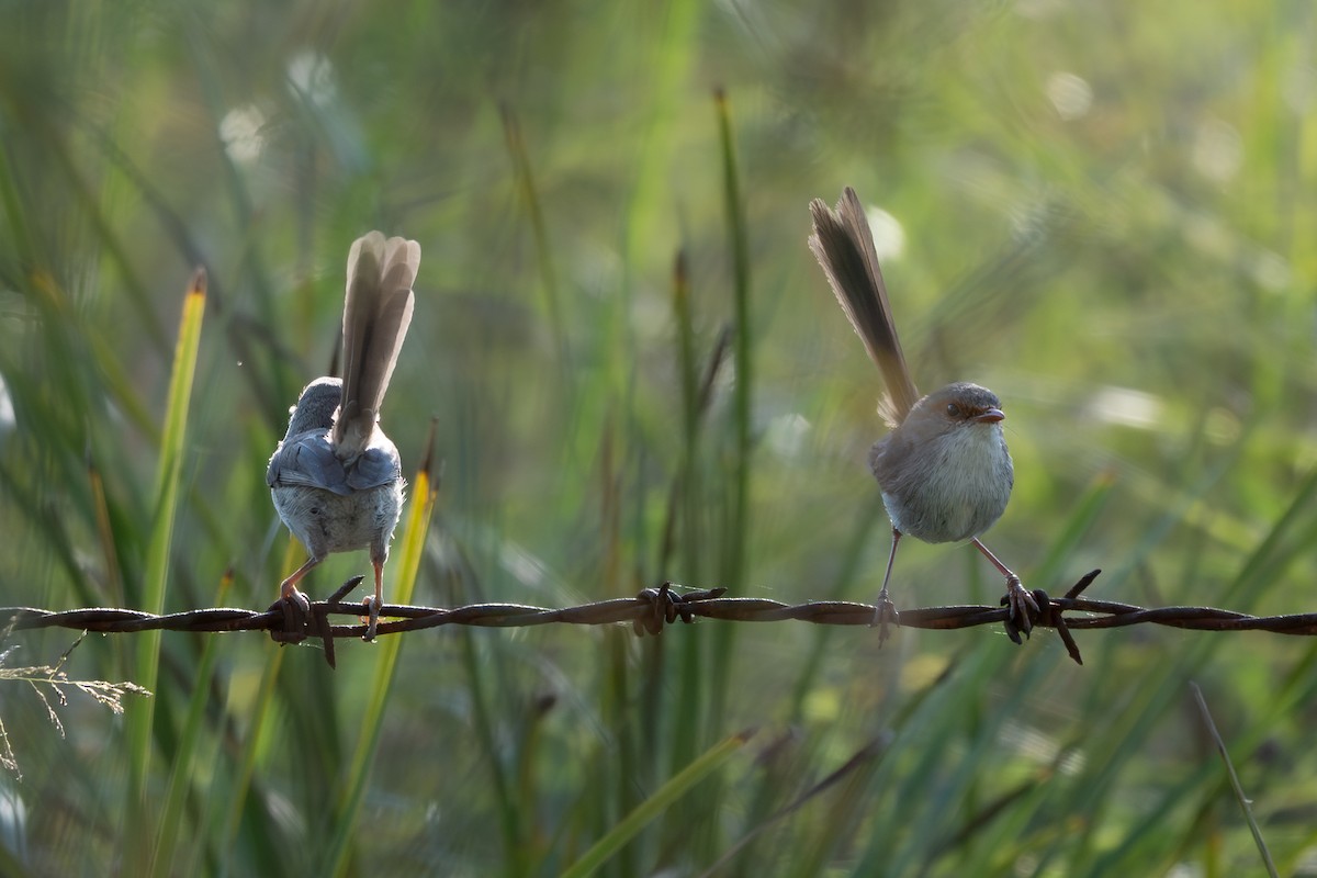 Superb Fairywren - ML646711056