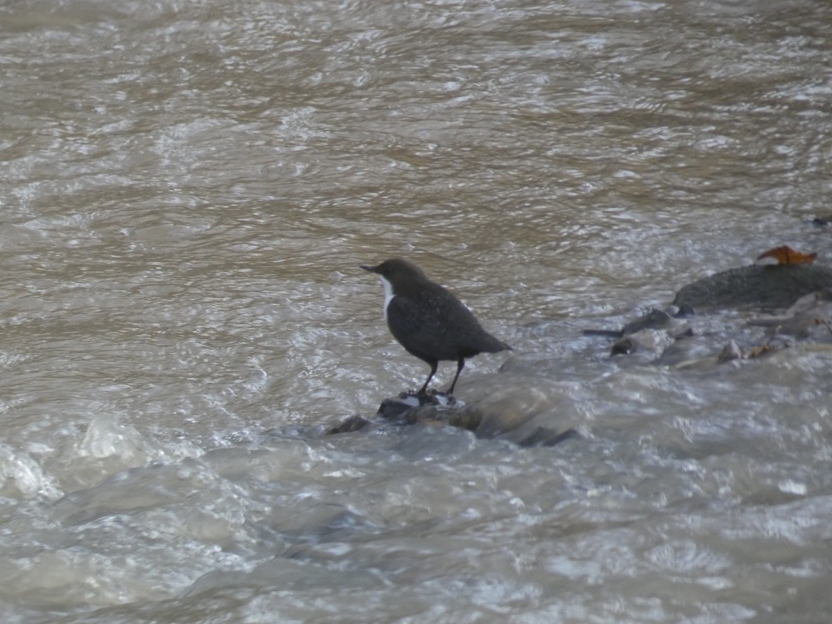 Mirlo Acuático Europeo - ML646711057