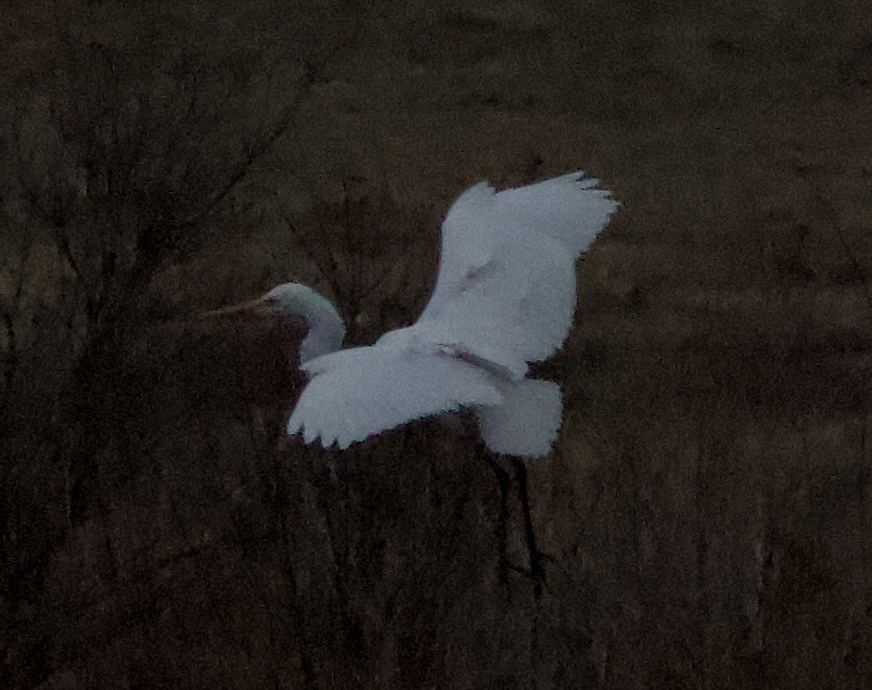 Great Egret - ML646711058