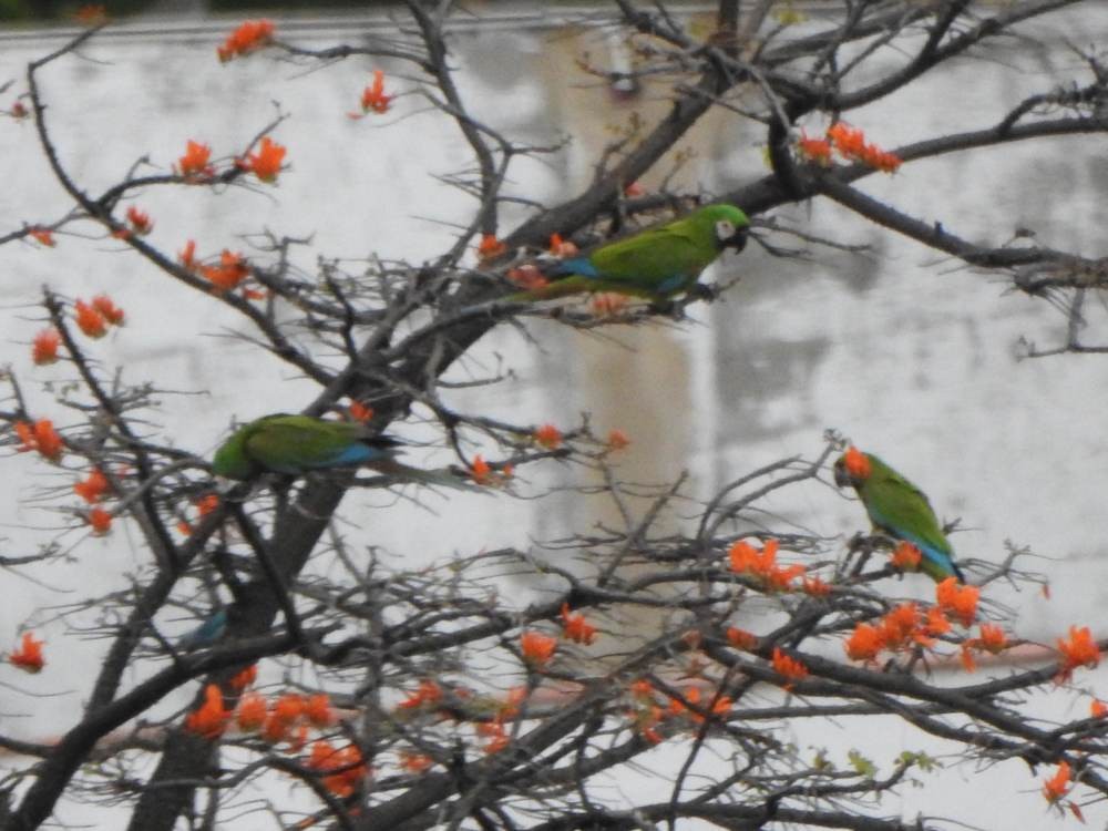 Chestnut-fronted Macaw - ML646711061