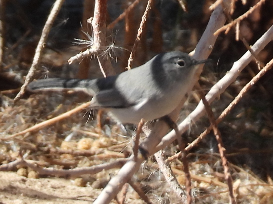 Black-tailed Gnatcatcher - ML646711062