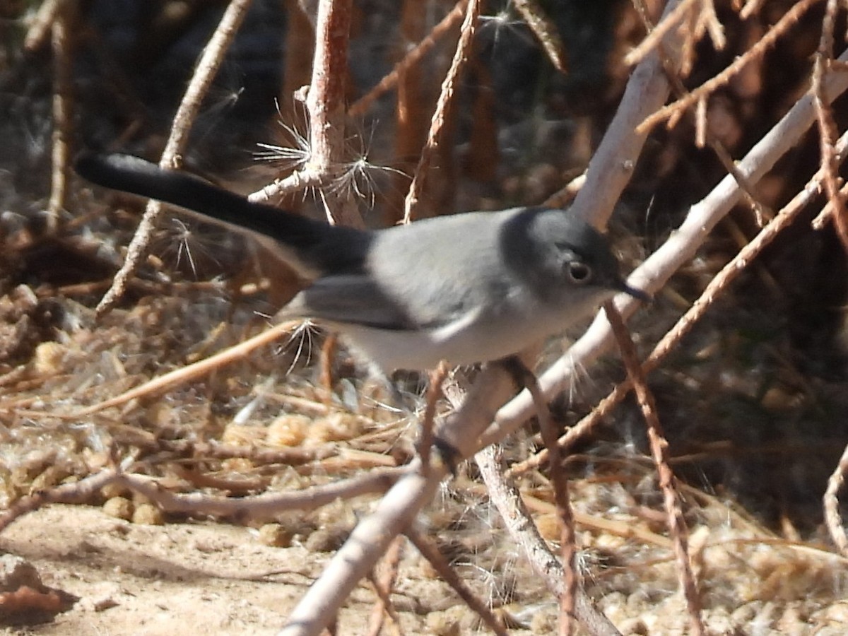 Black-tailed Gnatcatcher - ML646711063