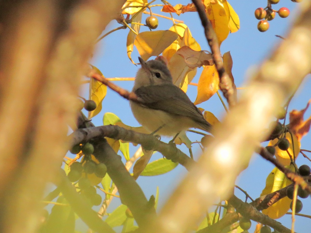 Eastern/Western Warbling Vireo - ML646711064