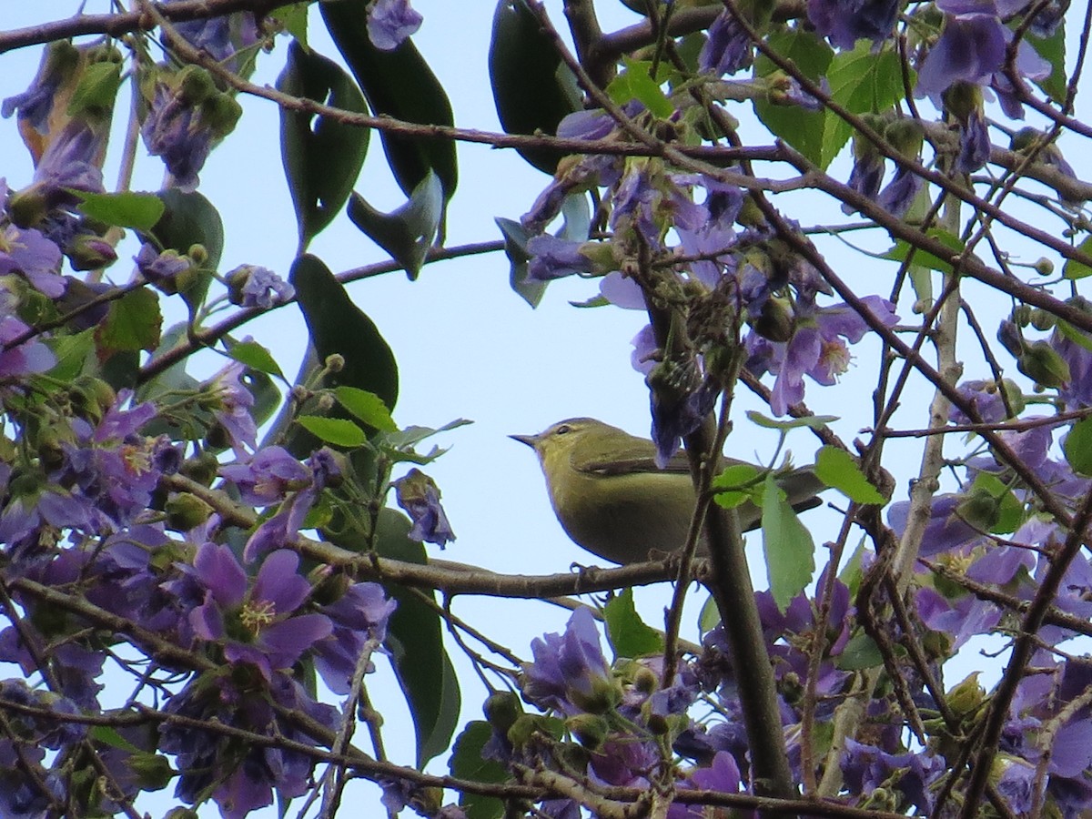 Tennessee Warbler - ML646711068