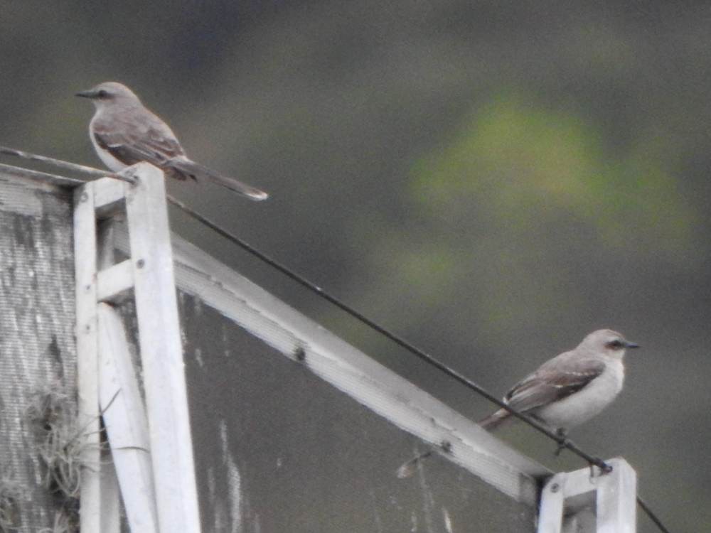 Tropical Mockingbird - ML646711069