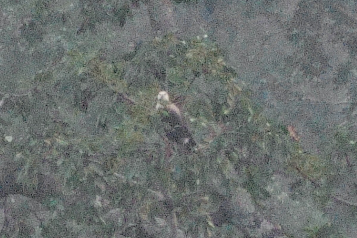 Pallas's Fish-Eagle - ML646711070