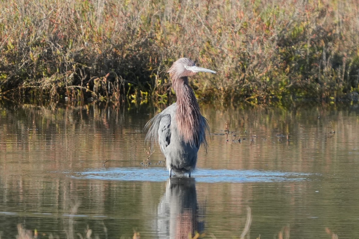 Reddish Egret - ML646711071