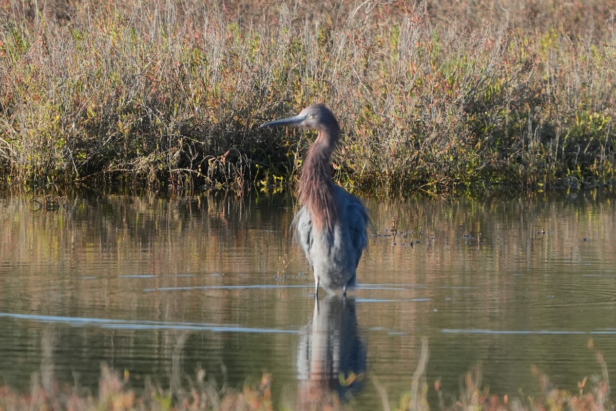 Reddish Egret - ML646711072