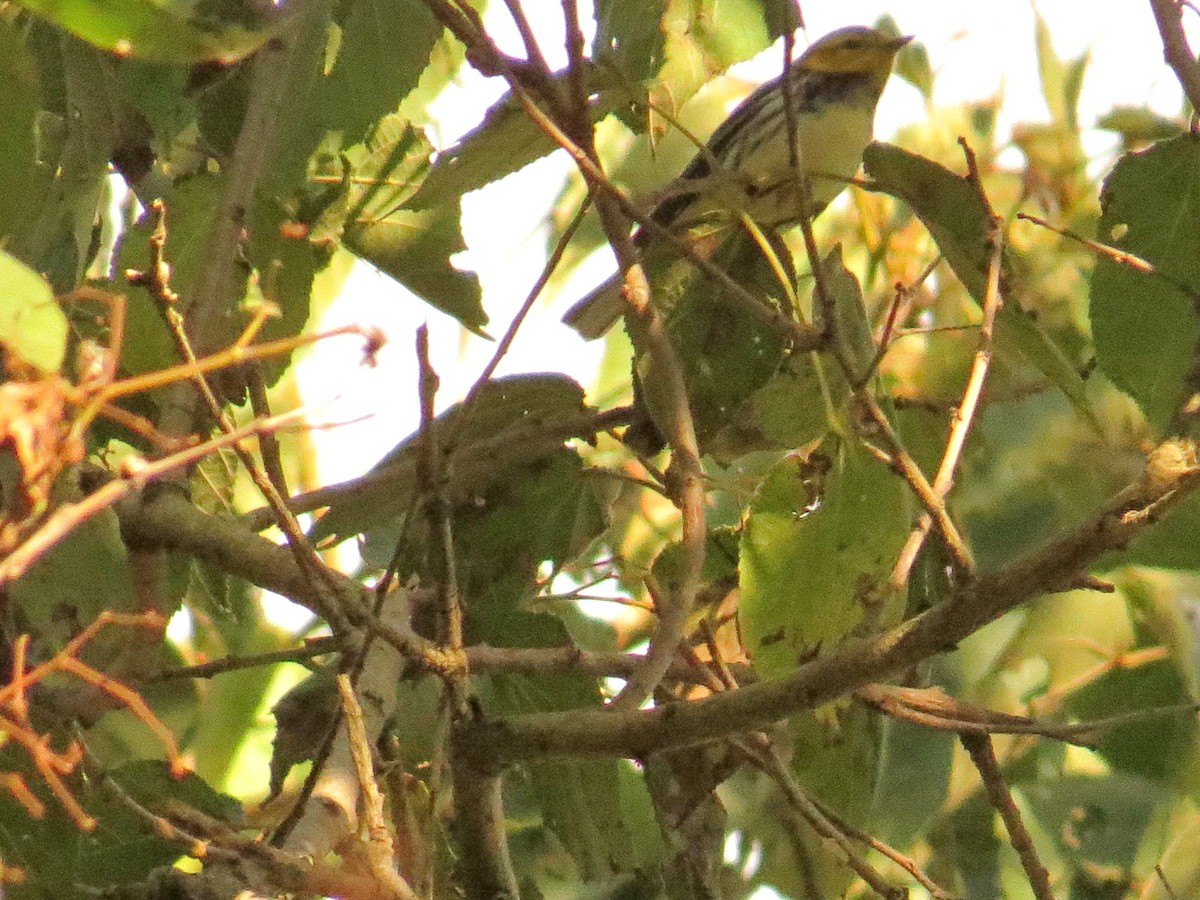 Reinita Dorsiverde - ML646711074