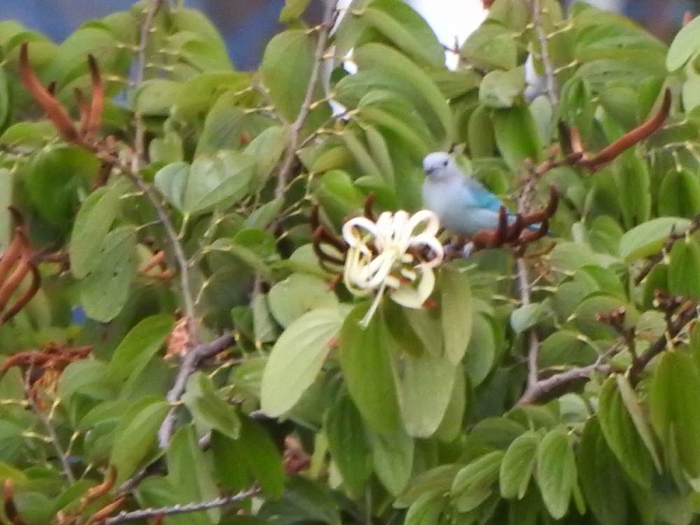 Tangara Azuleja - ML646711075