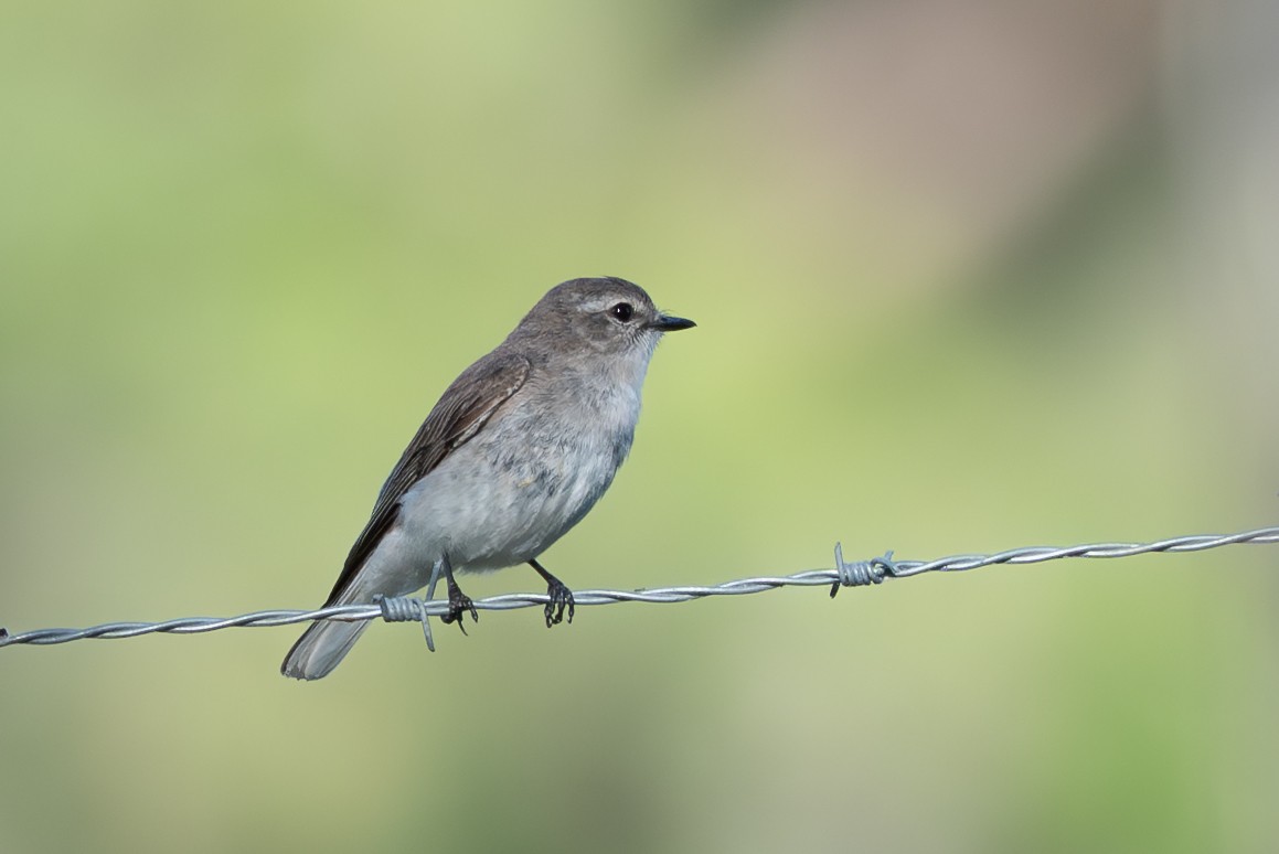 Petroica Fascinante - ML646711076