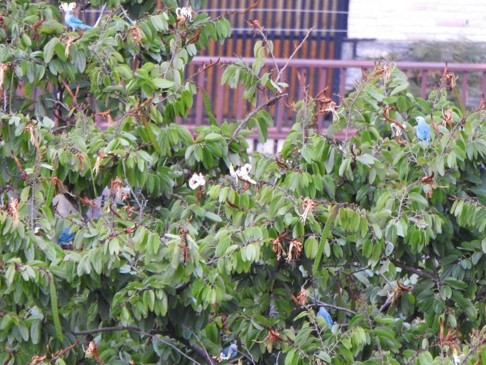 Tangara Azuleja - ML646711077