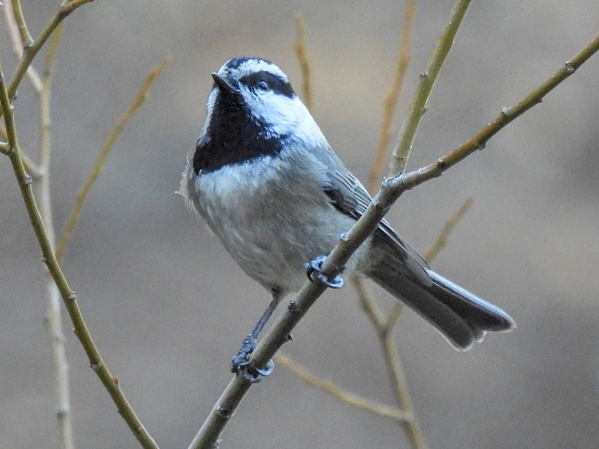 Carbonero Montañés - ML646711078