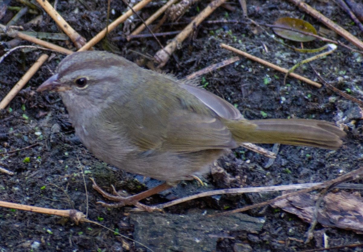 Cerquero Oliváceo - ML646711079