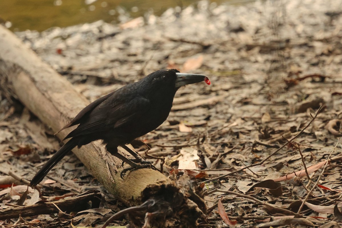 Verdugo Negro - ML646711080