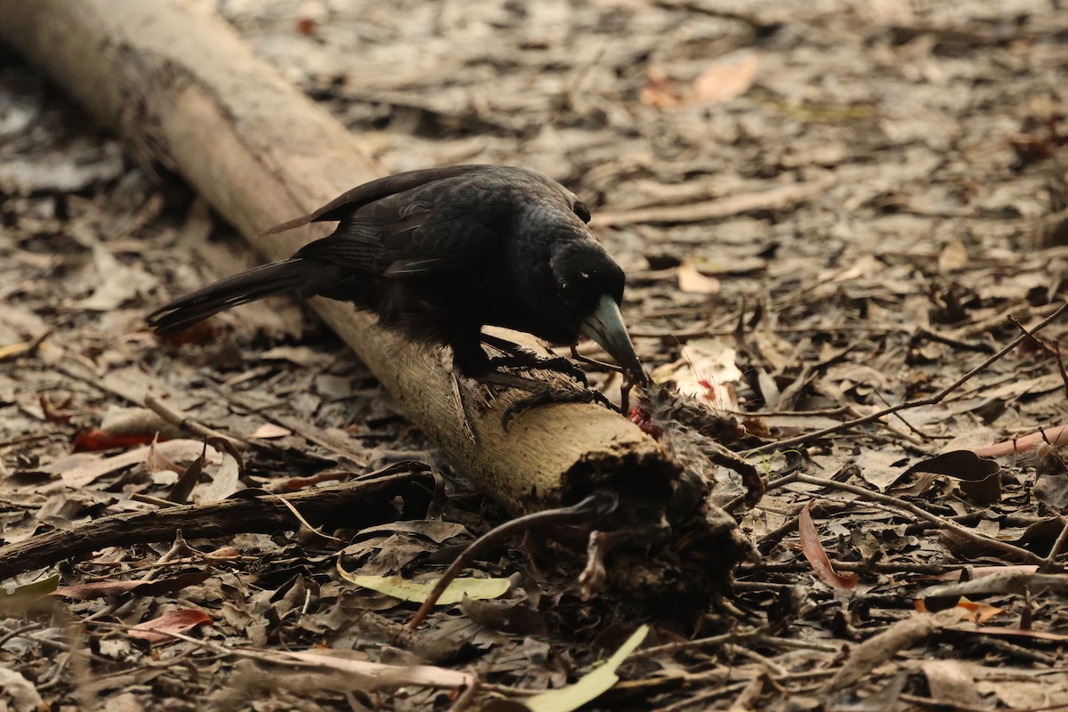 Verdugo Negro - ML646711081