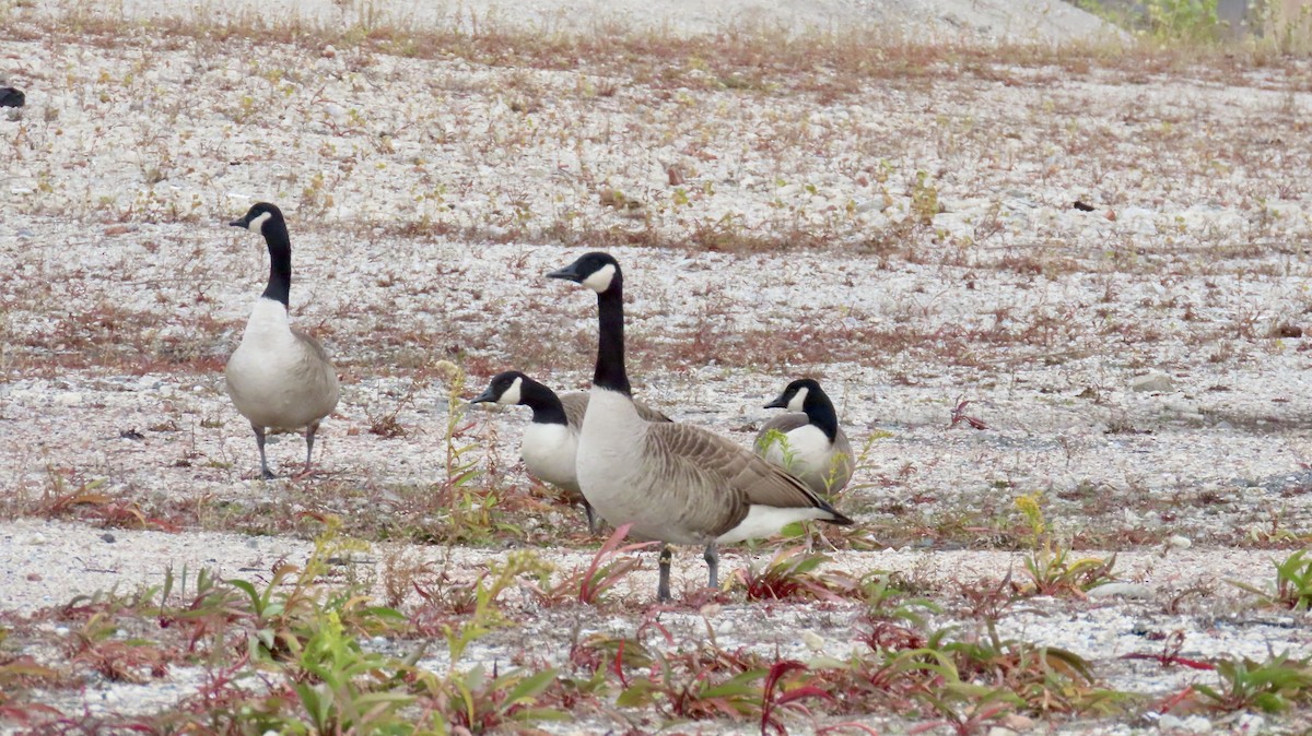 Barnacla Canadiense Grande - ML646711083