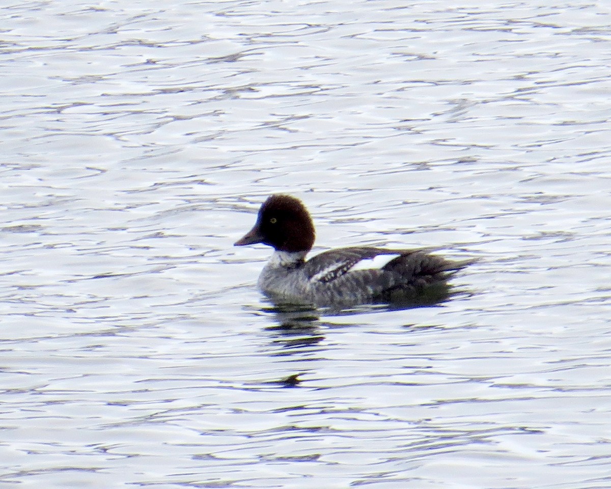 Гоголь - ML646711084