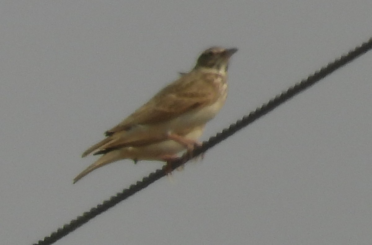 Cogujada Común - ML646711085