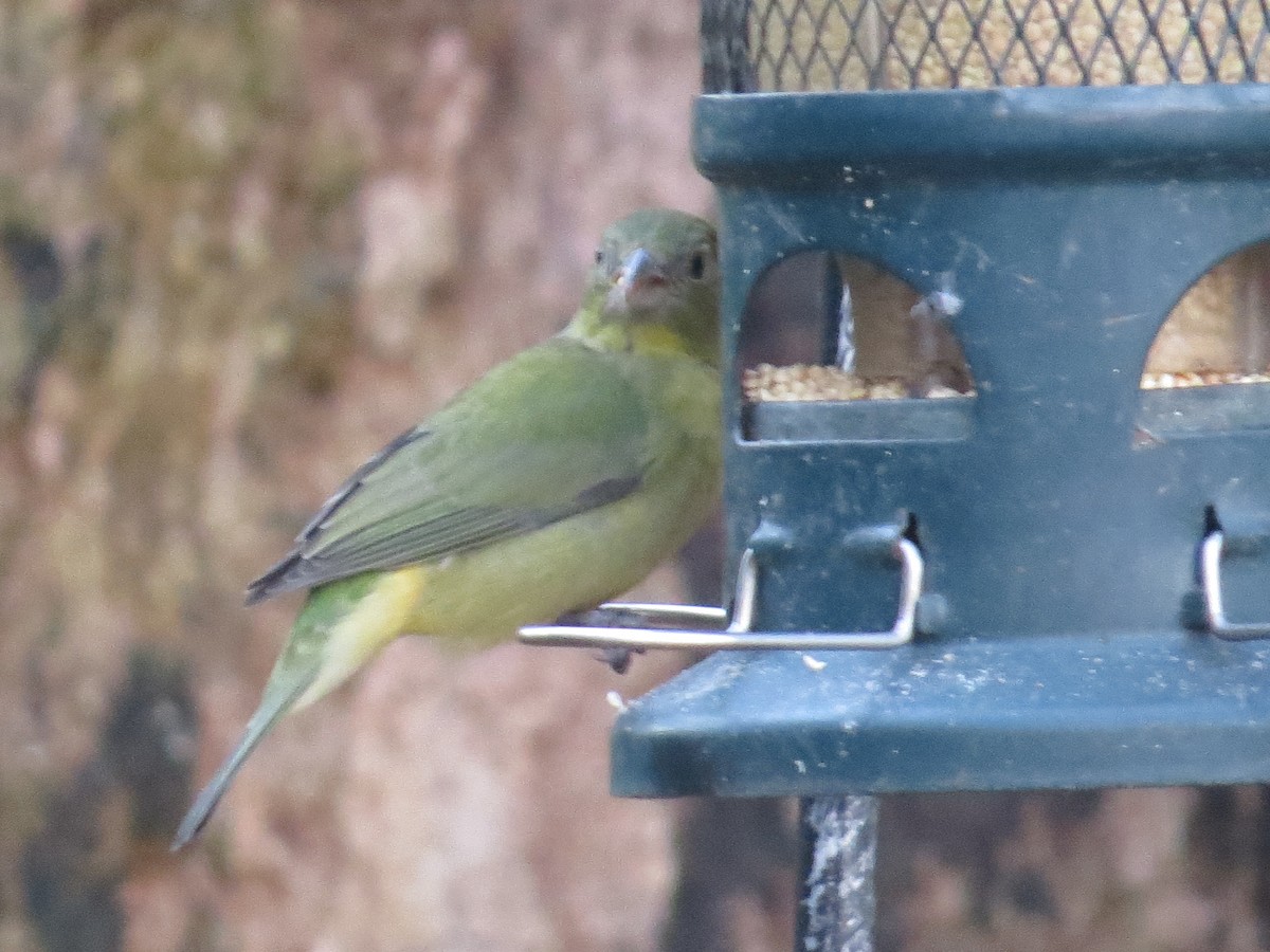 Azulillo Sietecolores - ML646711086