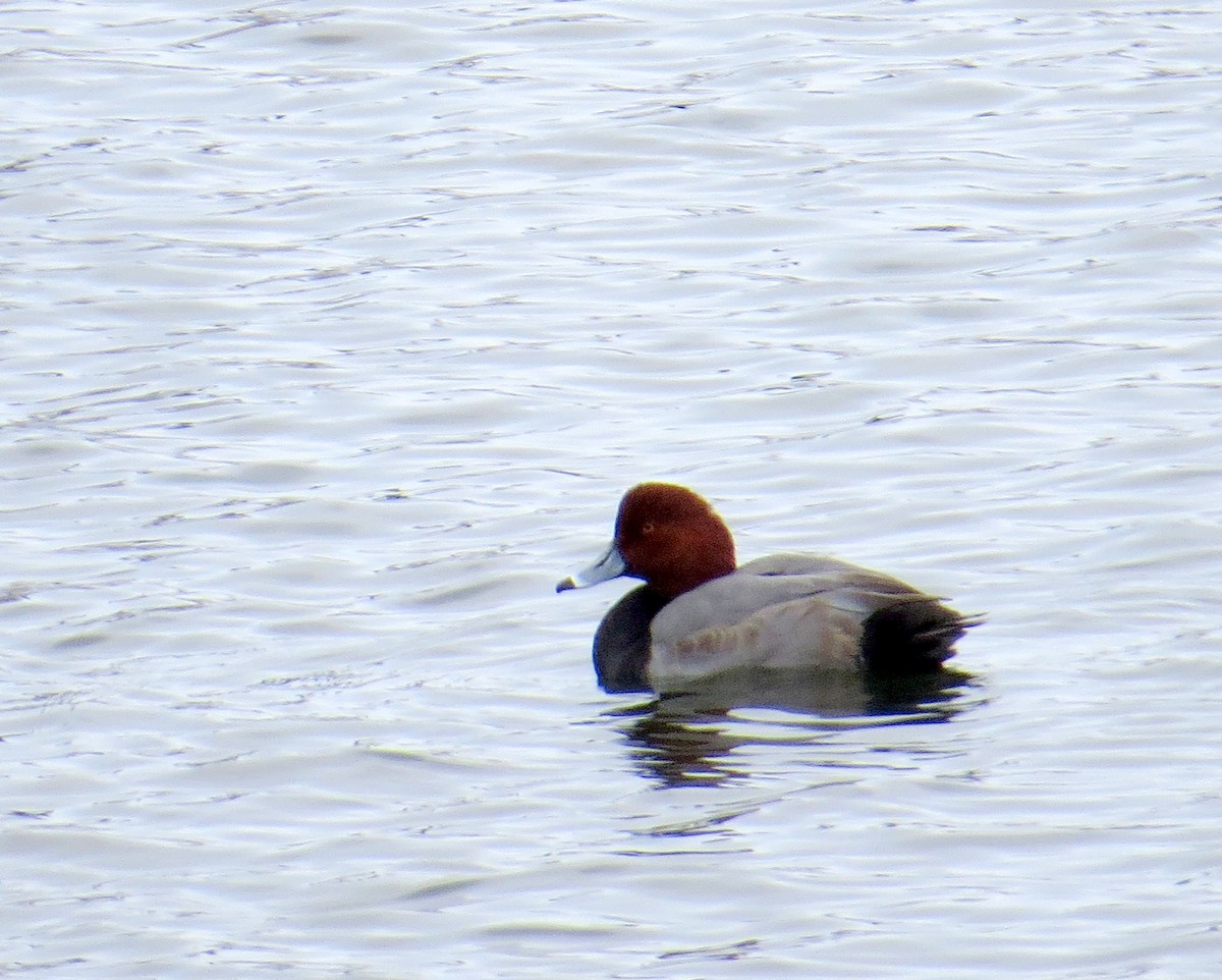 Американский нырок - ML646711087