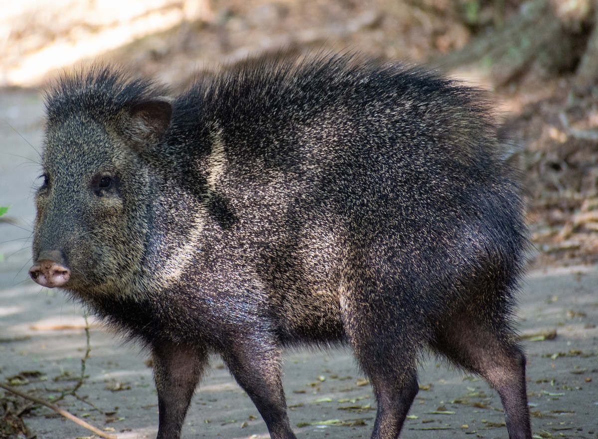 Collared Peccary - ML646711088