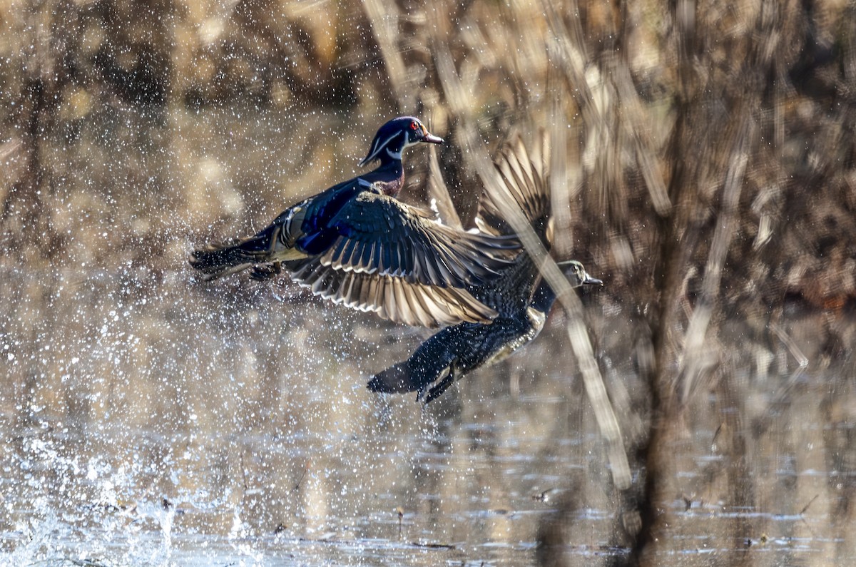 Pato Joyuyo - ML646711092