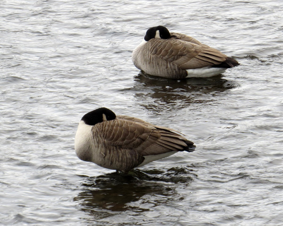 Канадская казарка - ML646711093