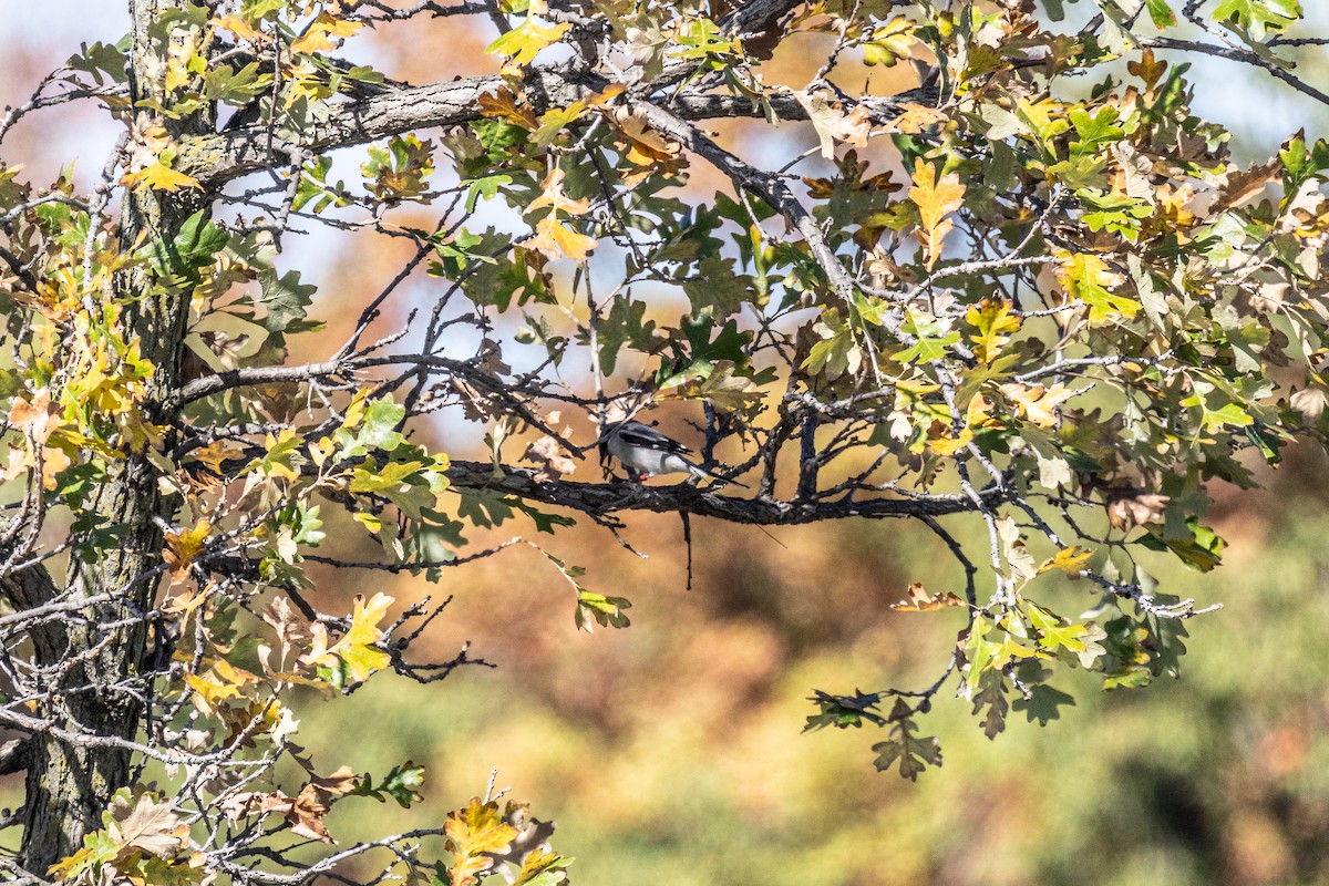 Alcaudón Americano - ML646711095