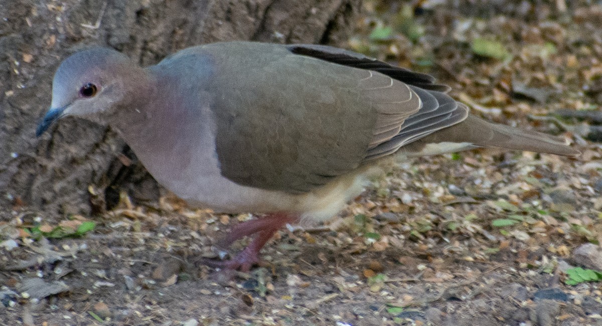 Paloma Montaraz Común - ML646711096